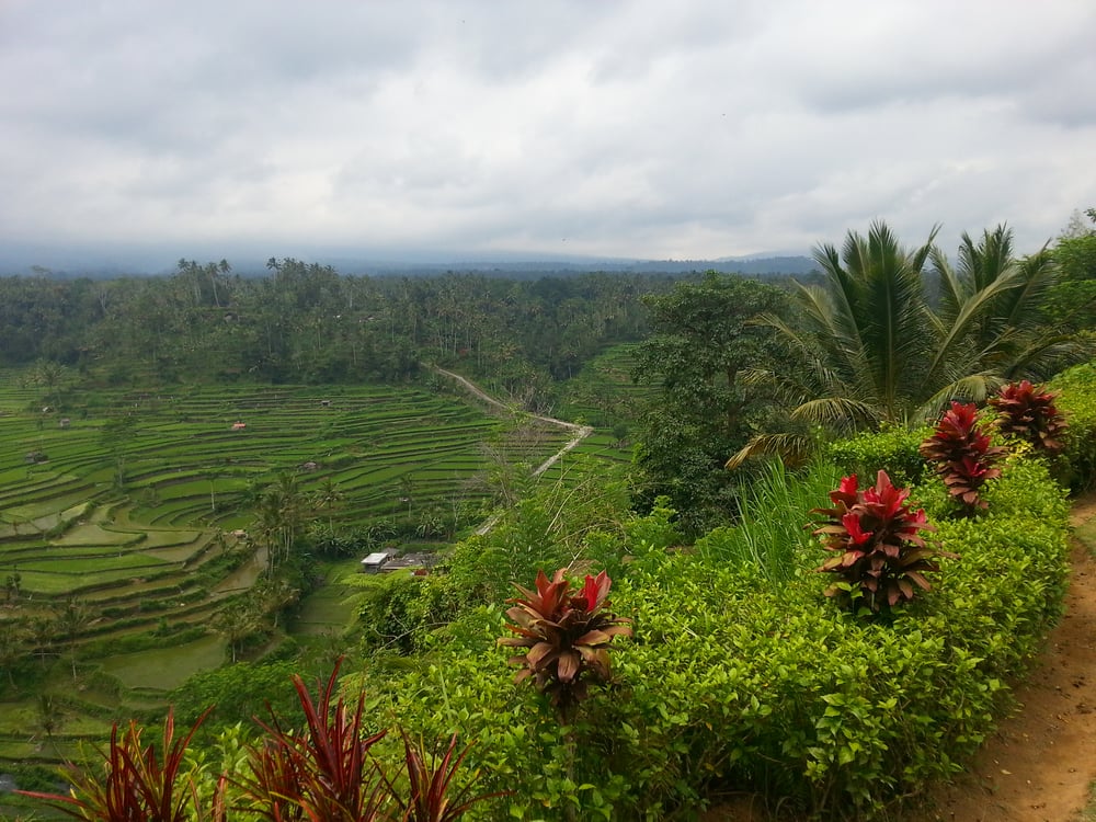 Risaie a Bali