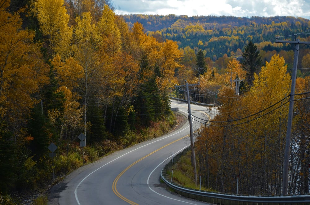 Strada attraverso la foresta autunnale