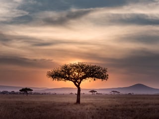 Un albero solitario in una savana africana al tramonto
